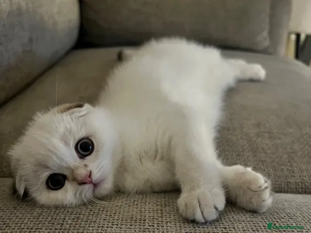 Scottish Fold cats The most cuddly & affectionate Scottish Fold baby - Advert 3