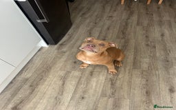Olde English Bulldogge dogs for sale: Old English bulldog  - Image 2