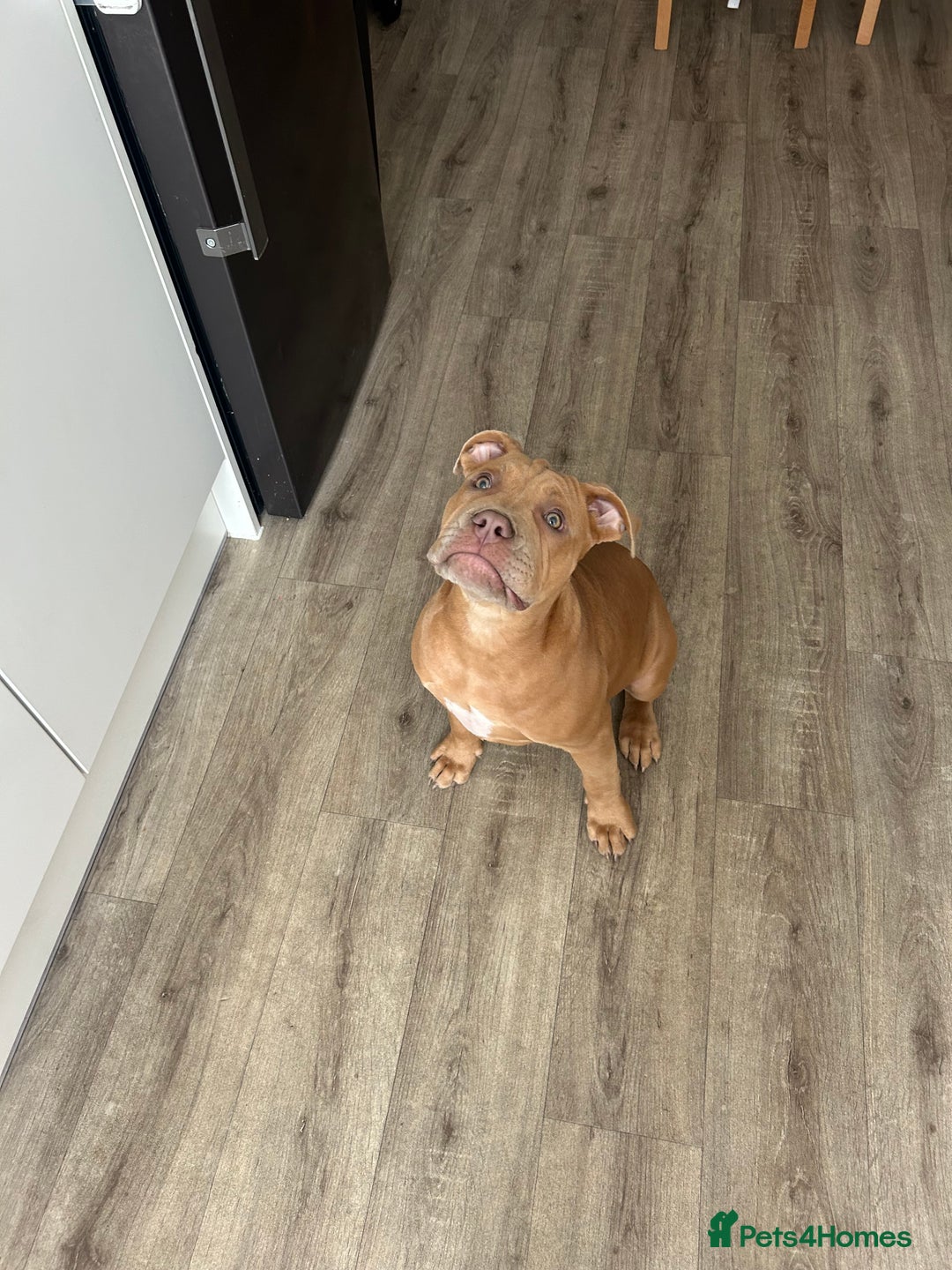 Olde English Bulldogge dogs for sale: Old English bulldog  - Image 2