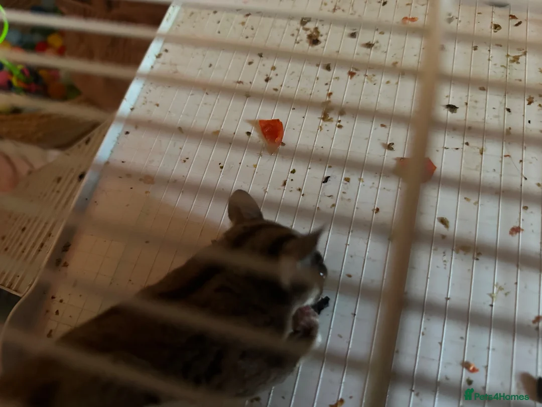 Sugar Glider rodents for sale: 3 sugar gliders in Huntingdon - Advert 6
