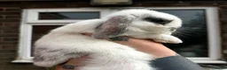 Mini Lop rabbits for sale: Lovely Lilac Butterfly Doe - Advert 1