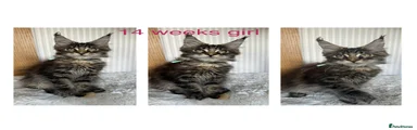Maine Coon 