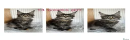 Maine Coon cats for sale: Stunning Mainecoon kittens  - Advert 7