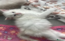 Siberian cats for sale: LAST ONE Siberian Neva masquerade kittens  - Image 10