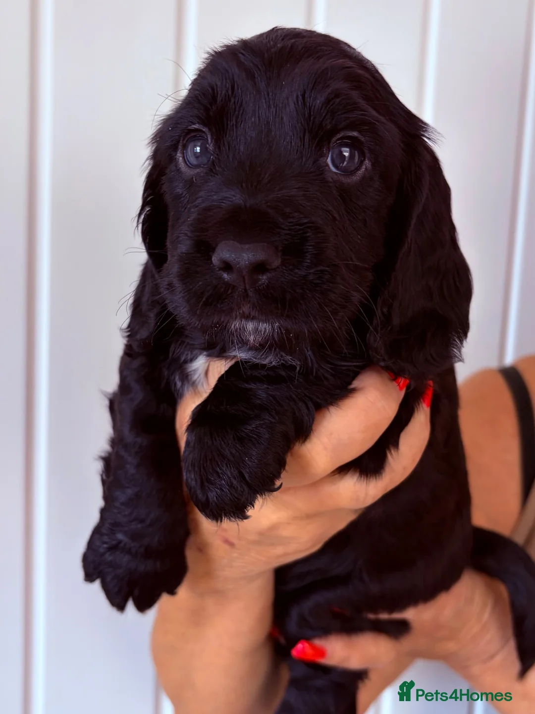 Cocker Spaniel dogs for sale: Kc Registered Cocker Spaniel Puppies - Advert 18