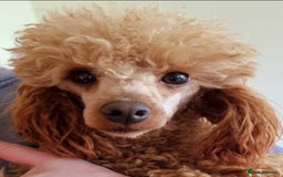 Poodle dogs for stud: Stunning Toy Poodle Stud 🐩 in Aberdeen - Image 4