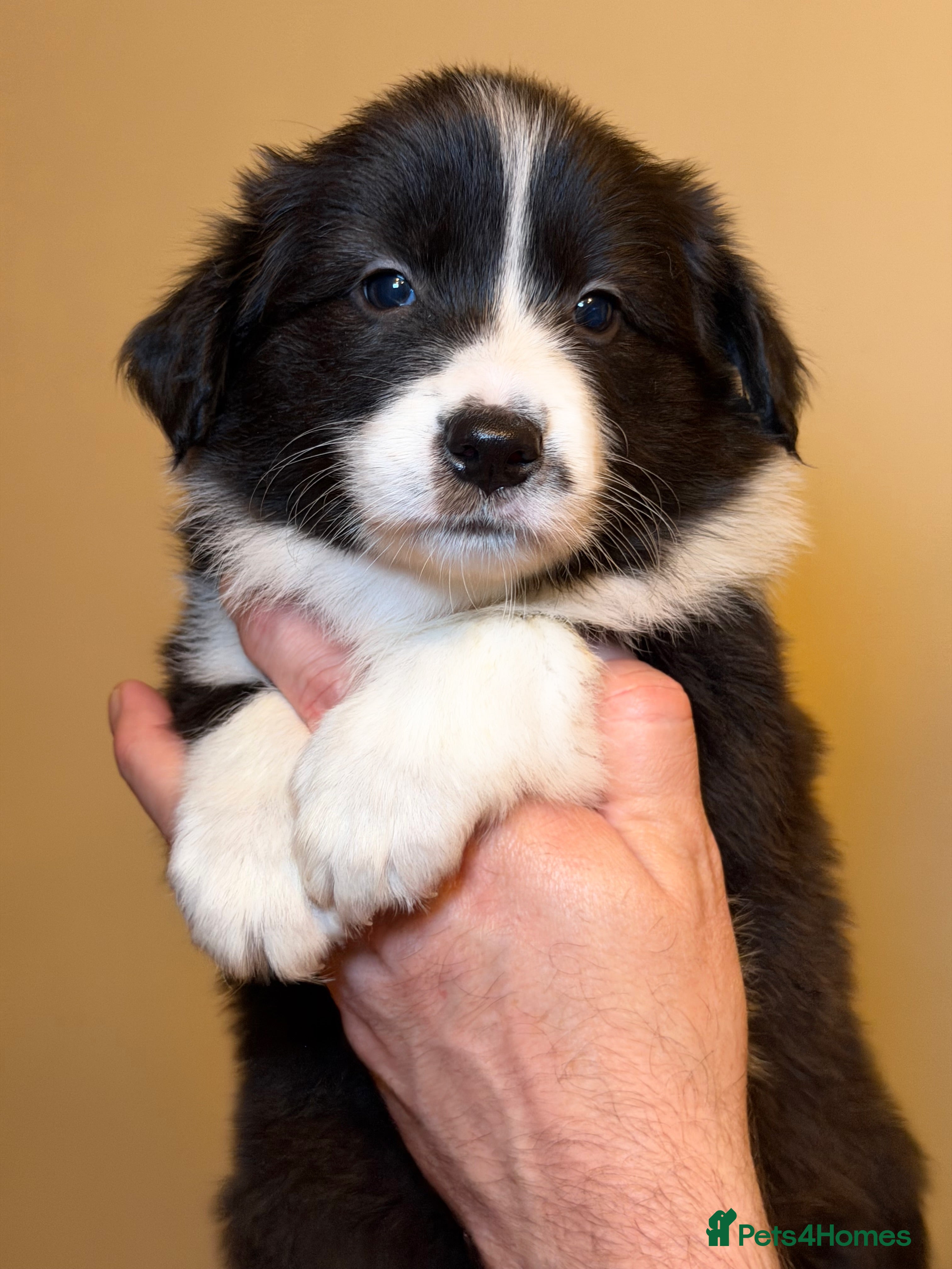 Border Collie dogs Last female champion line puppy available  - Advert 17