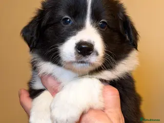 Border Collie dogs Last female champion line puppy available - Advert 17