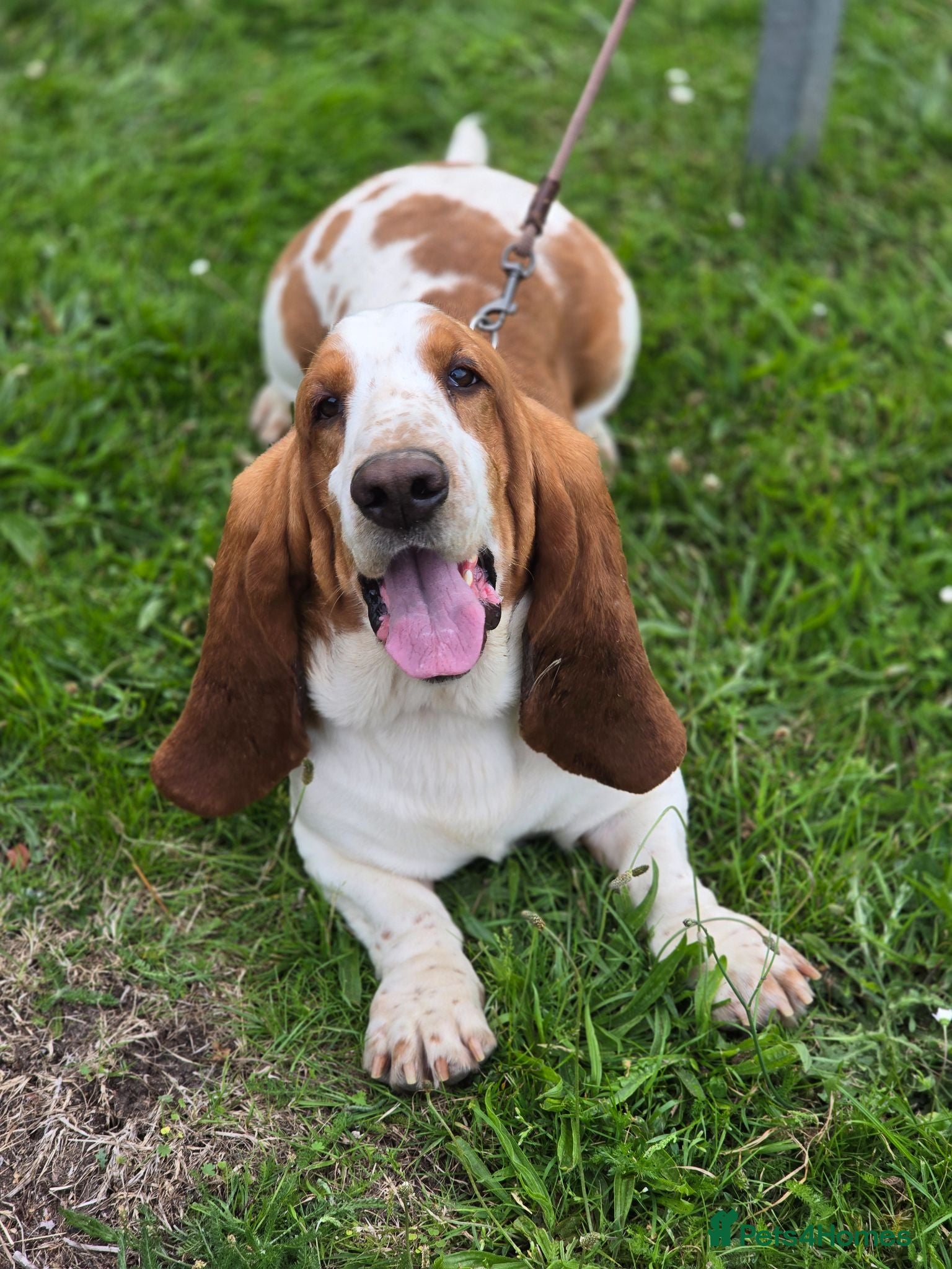 Basset Hound dogs Red & White Basset Hound Proven Stud - Advert 8