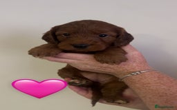 Cockapoo dogs for sale: **REDUCED** READY TO GO GIRL MINIATURE COCKAPOOS  - Image 8