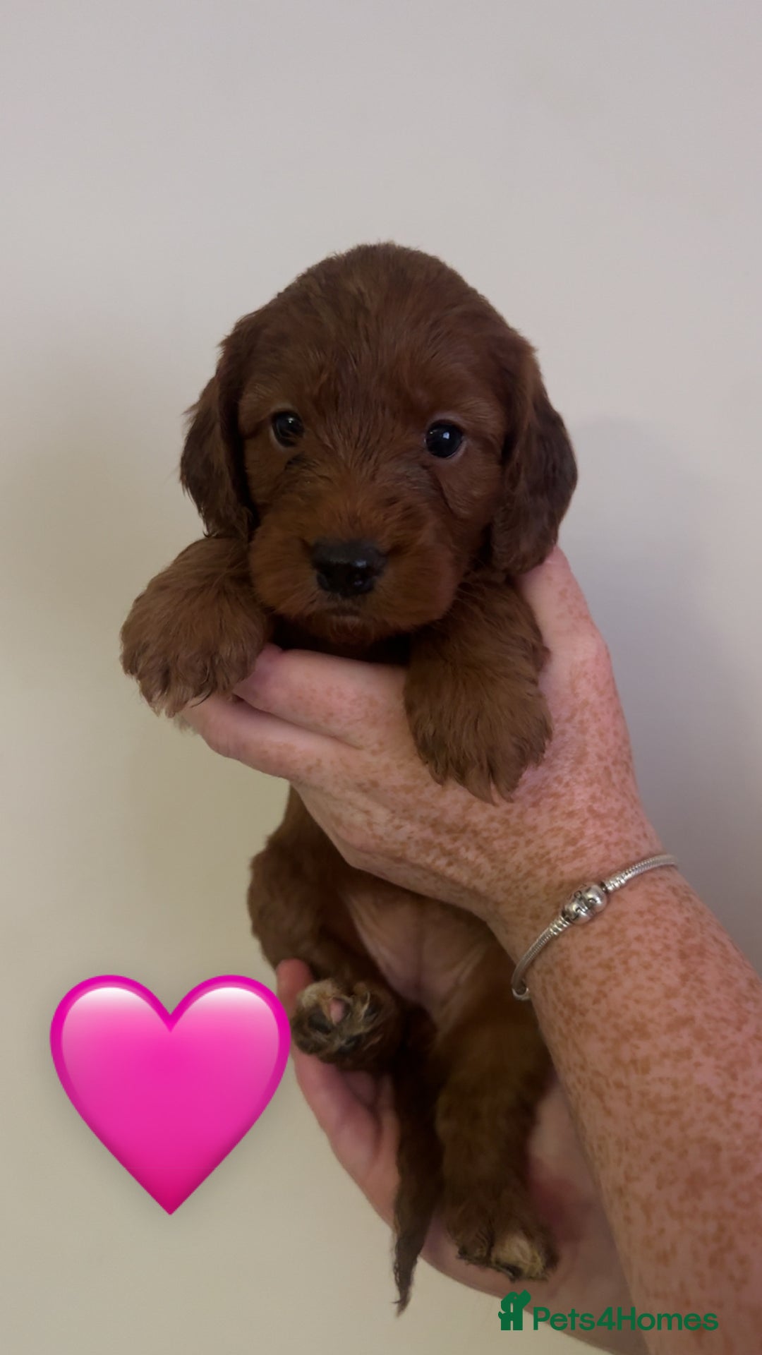 Cockapoo dogs for sale: **REDUCED** READY TO GO GIRL MINIATURE COCKAPOOS  - Image 8