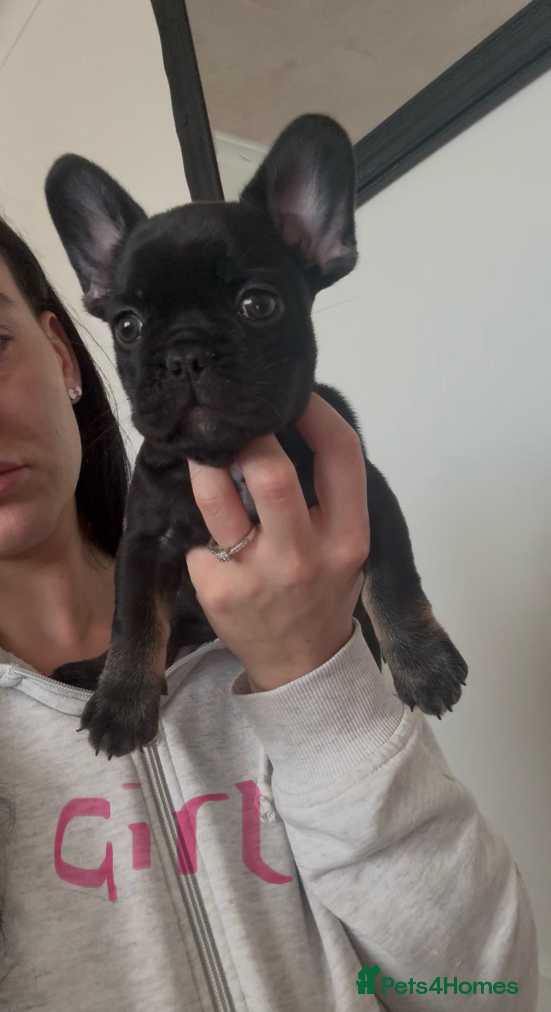French Bulldog dogs for sale: french bulldog puppys (1 stunning boy left) - Advert 15