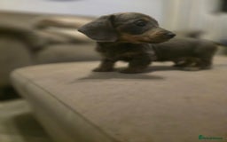 Miniature Dachshund dogs for sale: Minature Daschund - Image 4