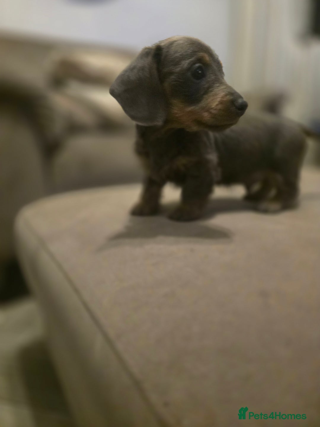 Miniature Dachshund dogs for sale: Minature Daschund - Image 4