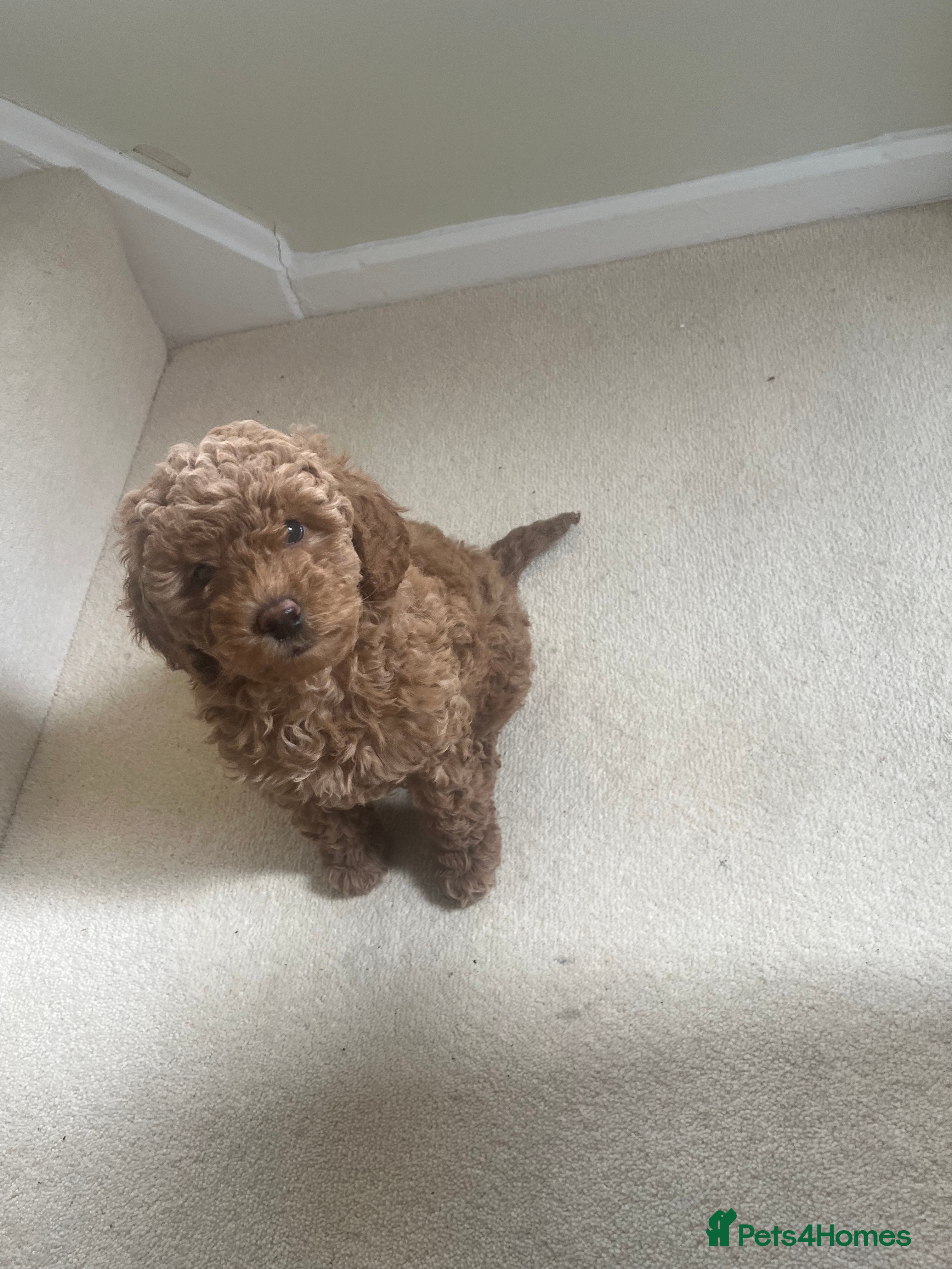 Cockapoo dogs F1b cockapoo puppies  - Advert 10