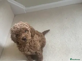 Cockapoo dogs F1b cockapoo puppies - Advert 14