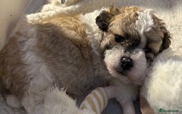 Maltipoo dogs for sale: Maltipoo puppies  - Image 4