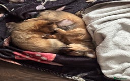 Pomchi dogs for sale: Beautiful female puppy ready now!  in Godstone - Image 14