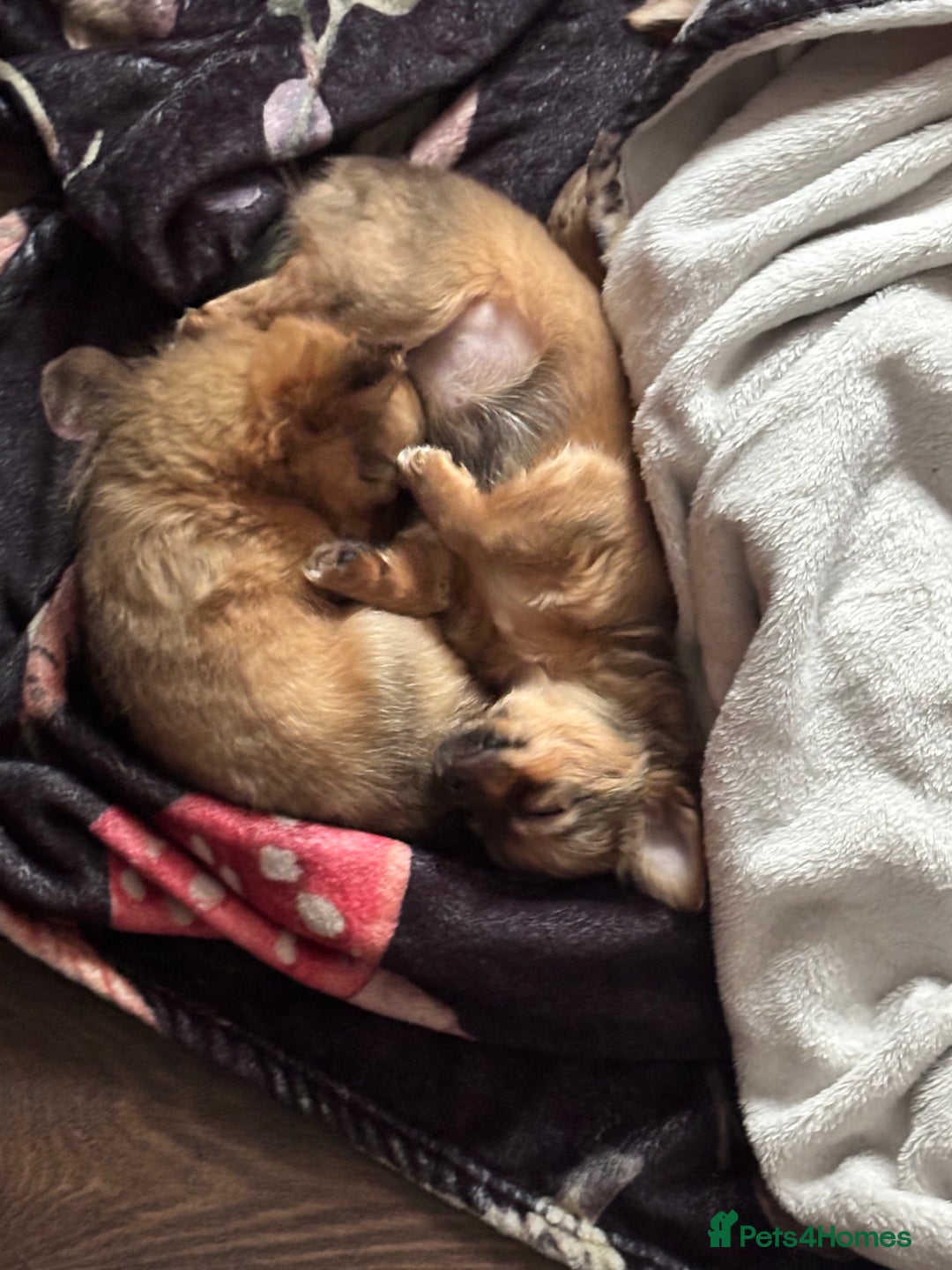Pomchi dogs for sale: Beautiful female puppy ready now!  in Godstone - Image 14