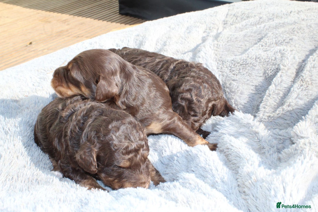 Labradoodle dogs for sale: Mini Labradoodles  - Image 9