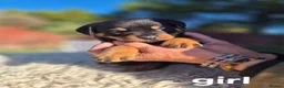 Rottweiler dogs for sale: rottweiler puppies - Advert 2