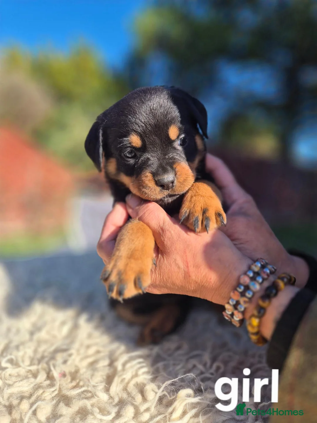 Rottweiler dogs for sale: rottweiler puppies - Advert 2