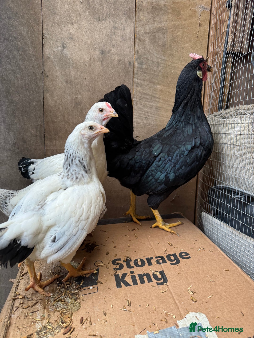 Hens poultry for sale: Beautiful hens for sale  - Advert 3