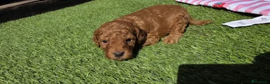 Cavapoo Puppy yellow (Mr Bean)