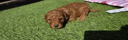 Cavapoo dogs for sale: Beautiful Cavapoo’s from my baby Amber 🩵🩷 - Advert 14