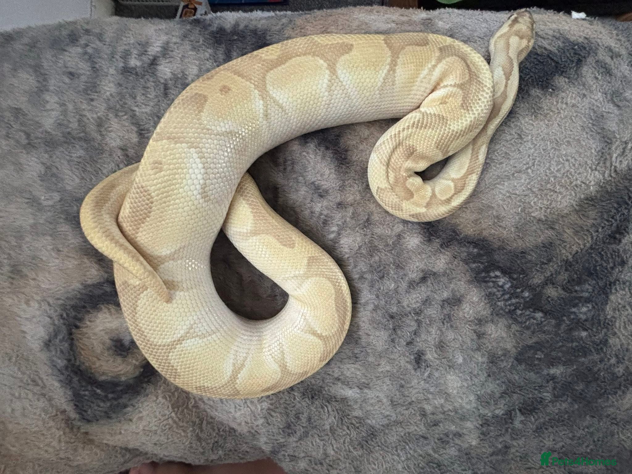 Python Snake reptiles Butter enchi royal python  - Advert 12