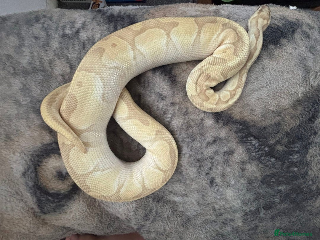 Python Snake reptiles for sale: Butter enchi royal python  - Advert 1