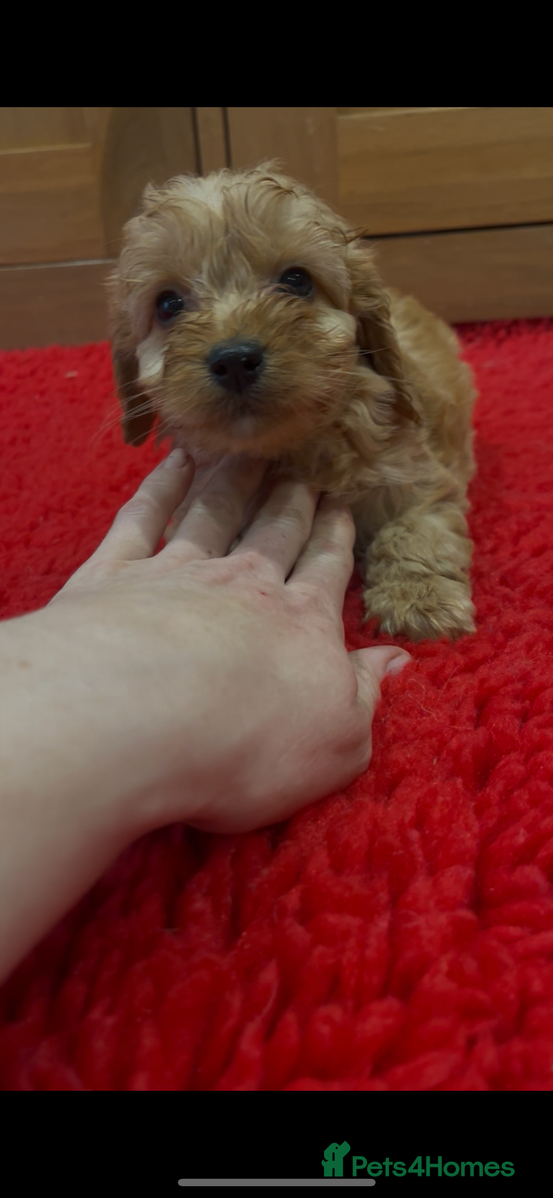 Cockapoo dogs for sale: Beautiful hereditary healthy male pups - Advert 8