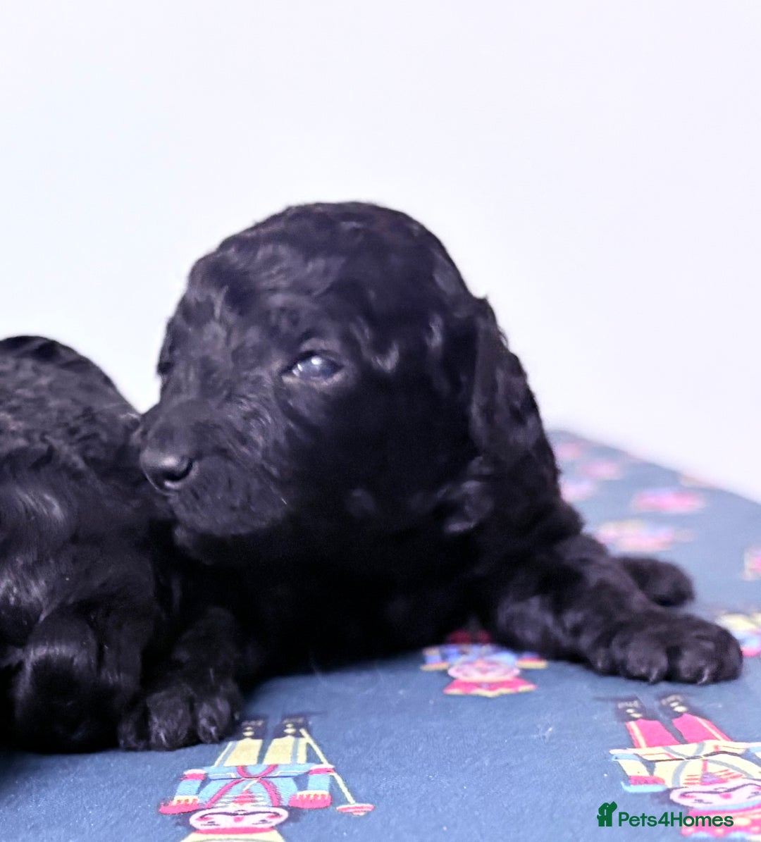 Cavapoochon dogs for sale: Rare Cavapoochons Home Raised PRA clear - Advert 25