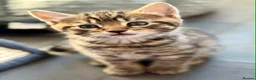 Bengal cats for sale: Beautiful kittens 🐈‍⬛  - Advert 21