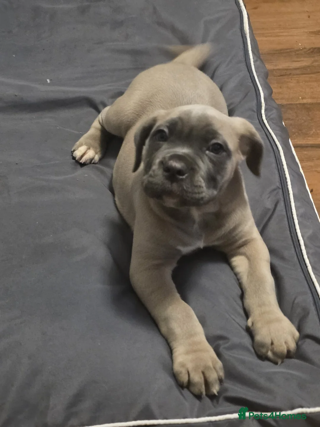 Cane Corso dogs for sale: Amazing ICCF Cane Corso Puppies - Advert 19