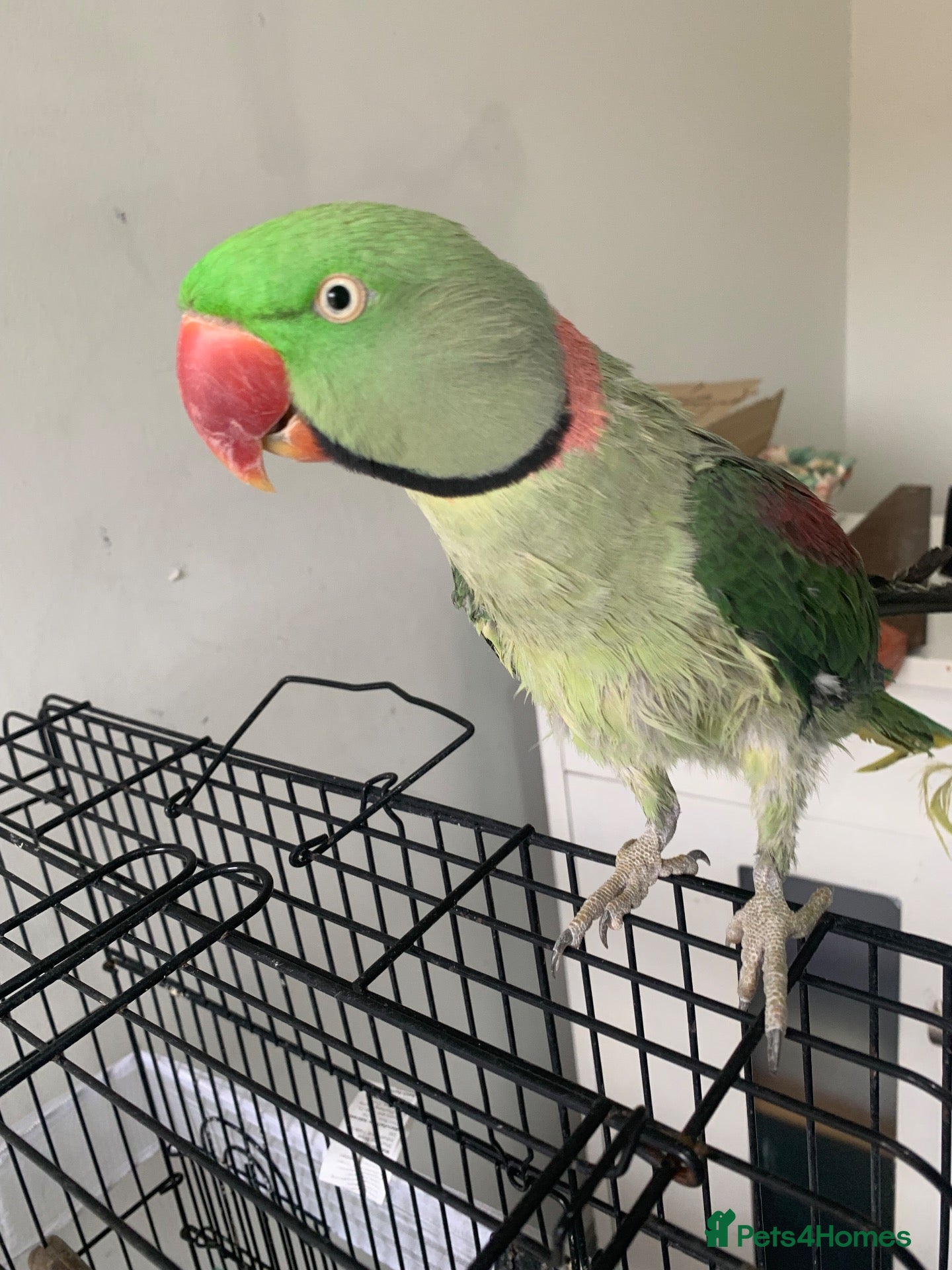 Parrots birds Tamed Alexandrine Parrot - Advert 8