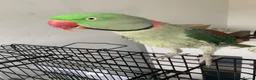 Parrots birds for sale: Tamed Alexandrine Parrot in Manchester - Advert 1
