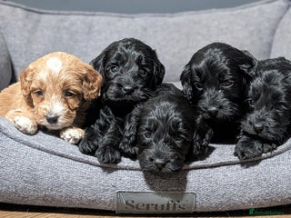 Cockapoo dogs Puppies ready 23rd Jan. Licensed breeder - Advert 5