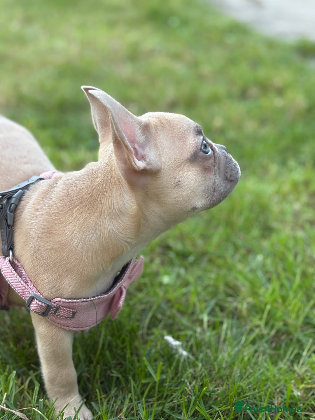 French Bulldog dogs for sale: Price reduced!Kc French bulldog last puppy - Image 22