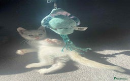 Mixed Breed cats for sale: Kitten - Image 2
