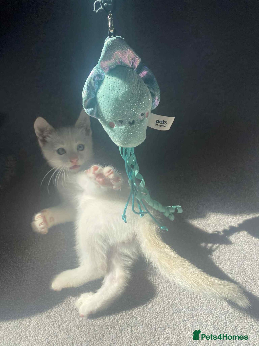 Mixed Breed cats for sale: Kitten - Image 2