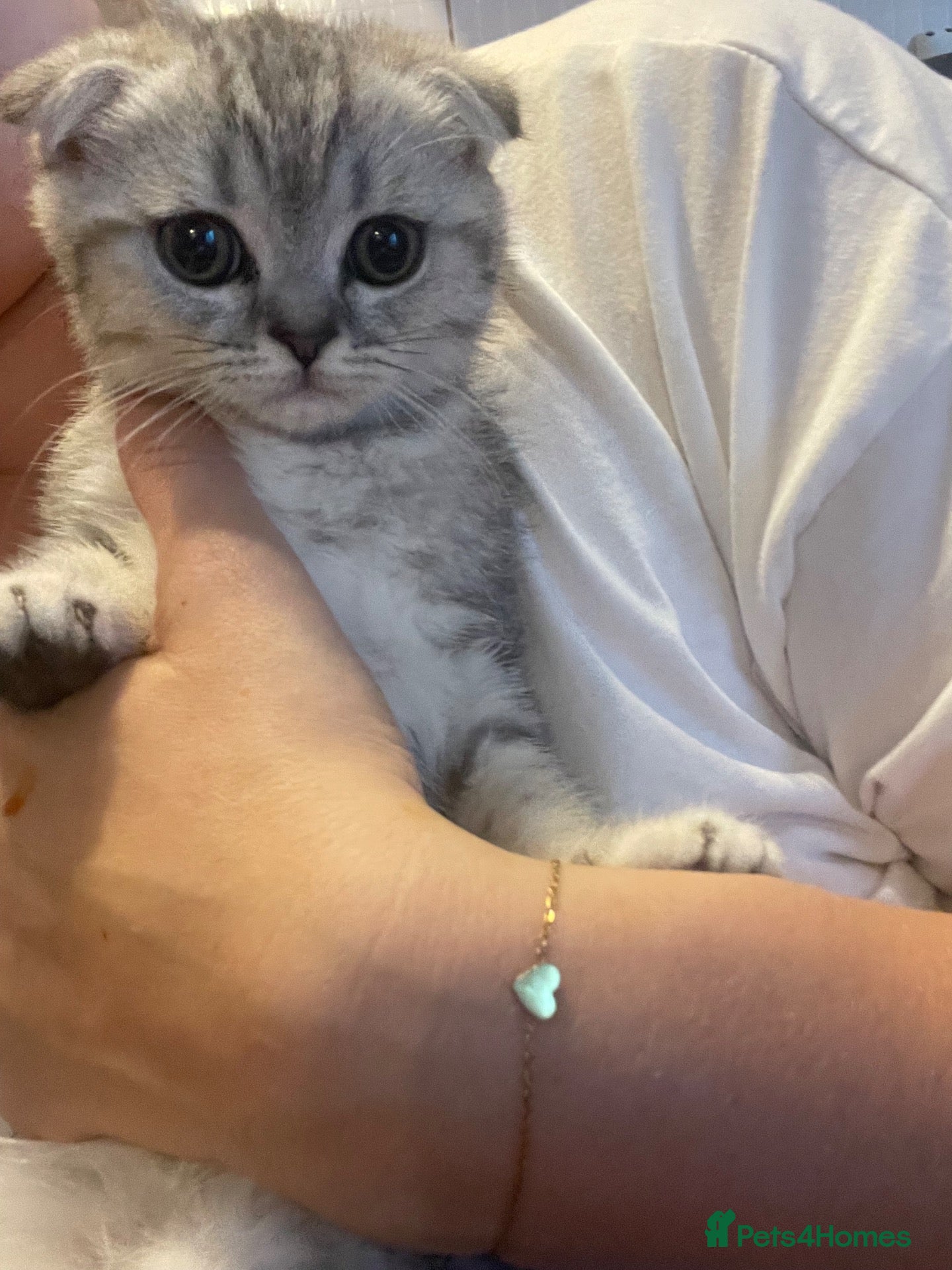 Scottish Fold cats 2 kittens ready now! ❤️ price reduced❤️ - Advert 17