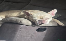 French Bulldog dogs for sale: Dave  - Image 6