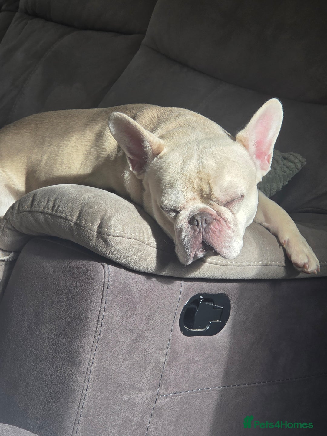 French Bulldog dogs for sale: Dave  - Image 6