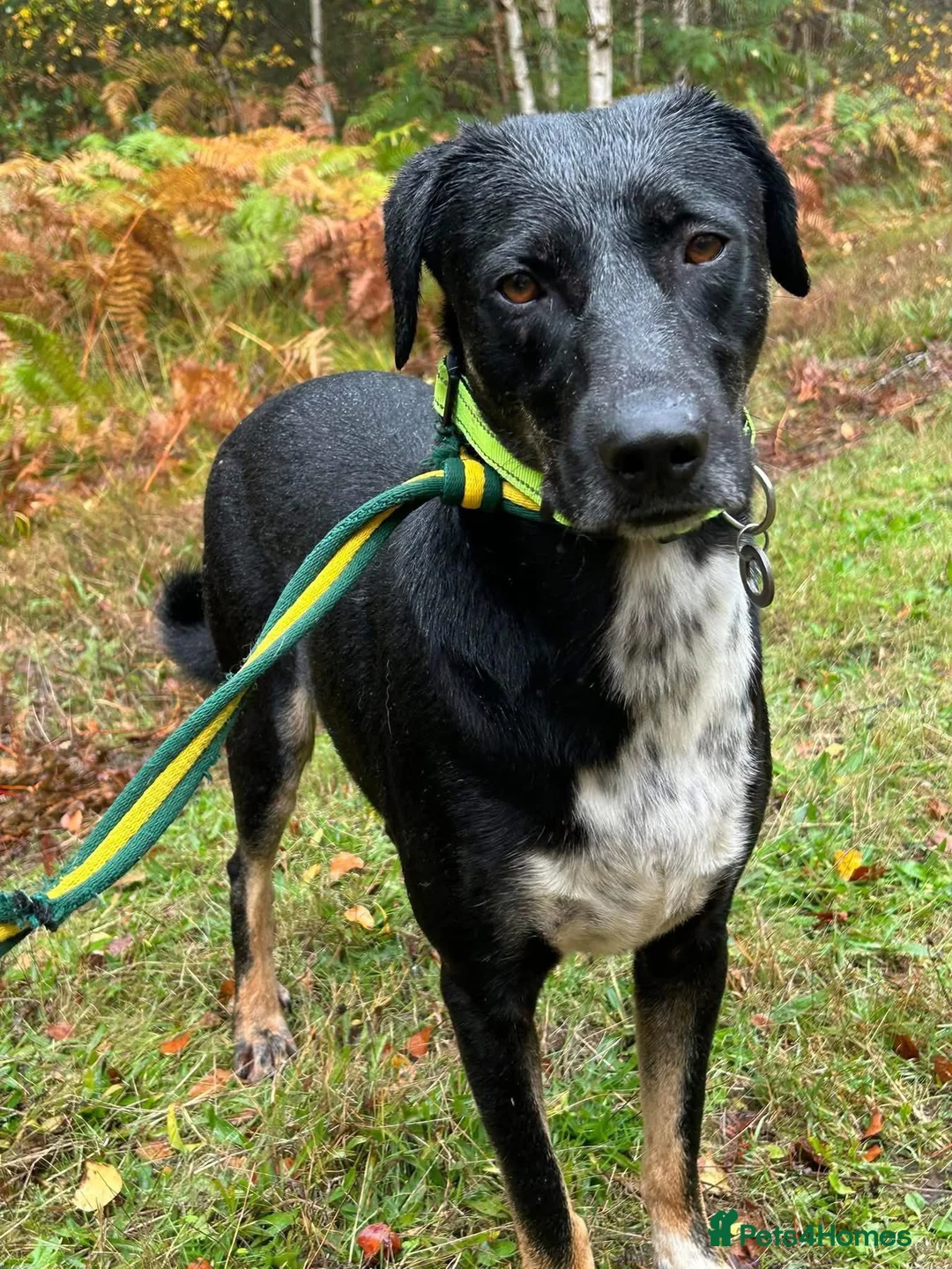 Mixed Breed dogs for adoption: Whiskey. Norwich Norfolk  - Advert 1