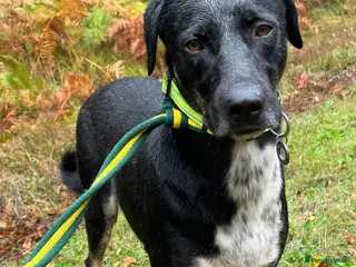 Mixed Breed dogs Whiskey. Norwich Norfolk - Advert 8