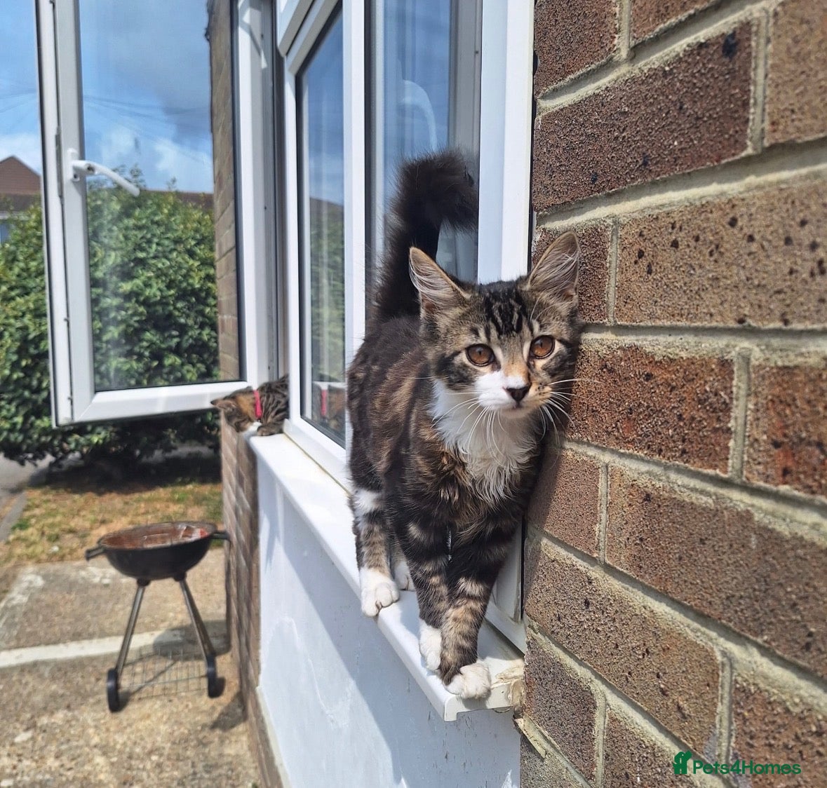 Mixed Breed cats Tabby Kittens For Rehome :) - Advert 7