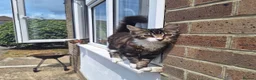 Mixed Breed cats for sale: Tabby Kittens For Rehome :) in Havant - Advert 1