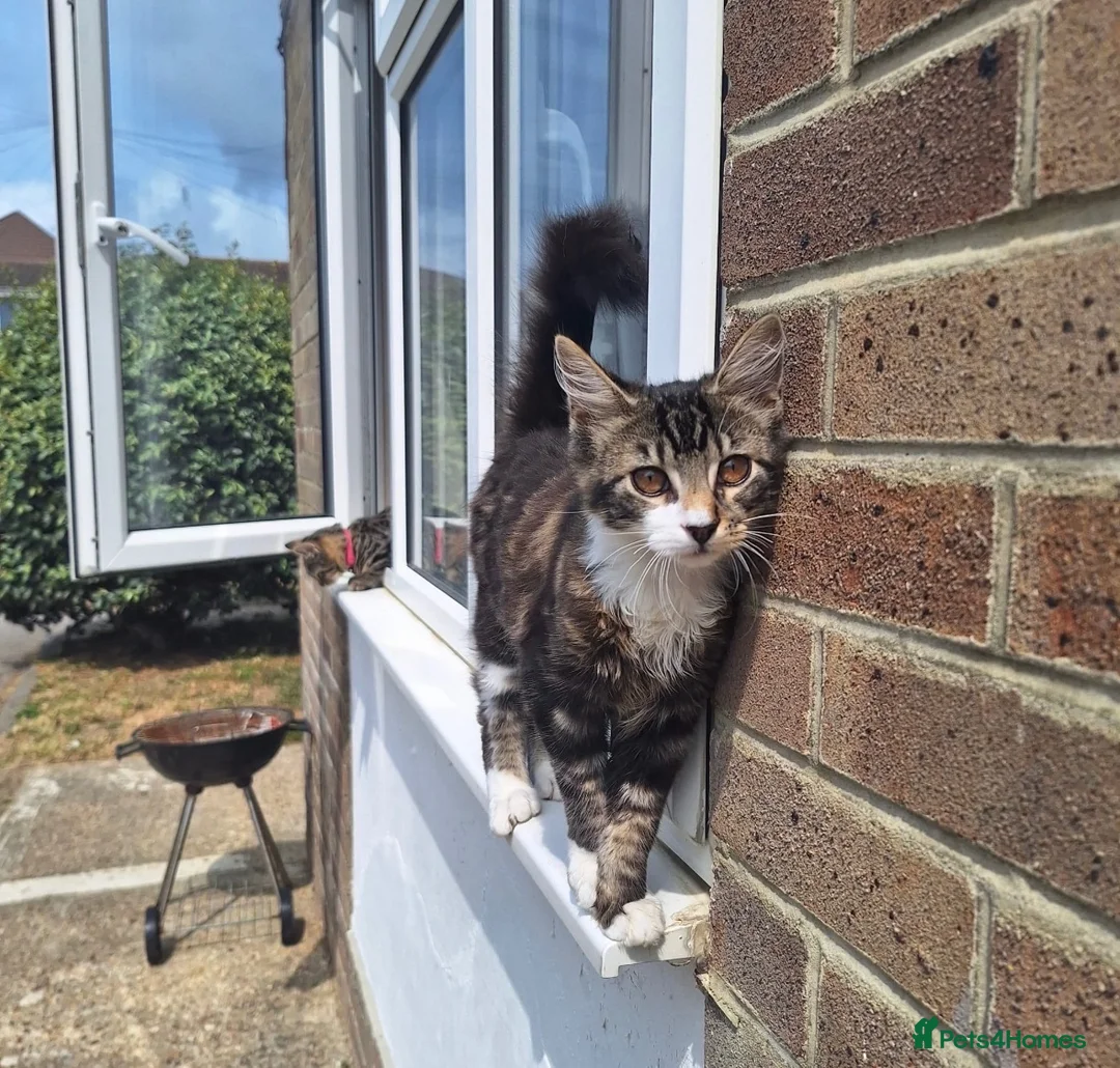 Mixed Breed cats for sale: Tabby Kittens For Rehome :) in Havant - Advert 1