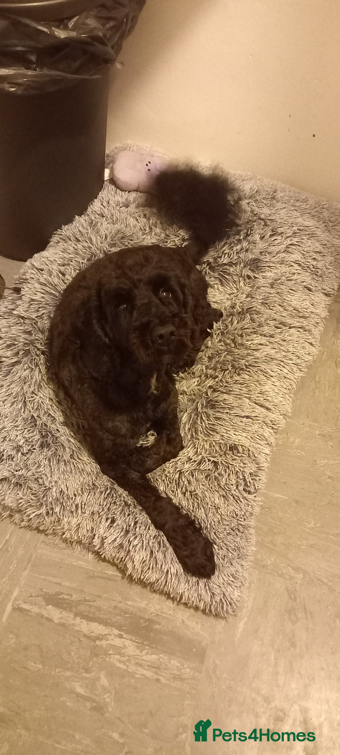 Cockapoo dogs for sale: Reggy - Image 2